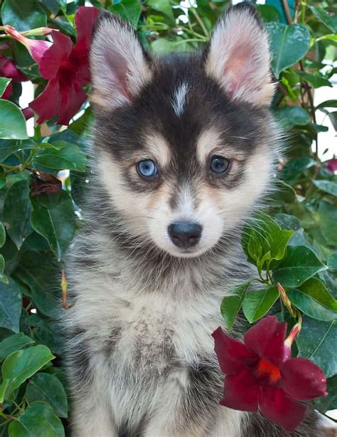 Pomsky (Pomeranian + Siberian Husky) | Dog-Breeds.com