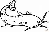 Catfish Coloring Page  Free Printable Coloring Pages sketch template