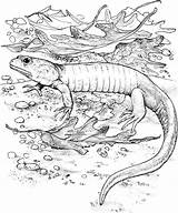 Coloring Pages Of Real Looking Reptiles Free sketch template
