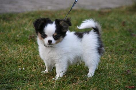 Chion (Chihuahua & Papillon Mix): Info, Pictures, Characteristics & Facts | Hepper