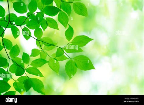 Bright Green Leaves With Blur Background Stock Photo - Alamy