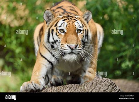 Siberian tiger hunting Stock Photo - Alamy