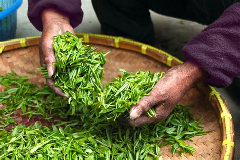 Green Tea: Its 3 Magic Effects On Health – eTimes Herald News