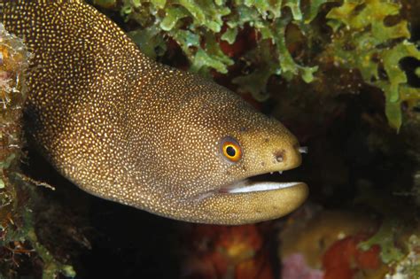 Eels - Wild Animals News & Facts