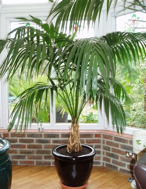 14 of the Best Indoor Palm Trees for a Tropical Vibe