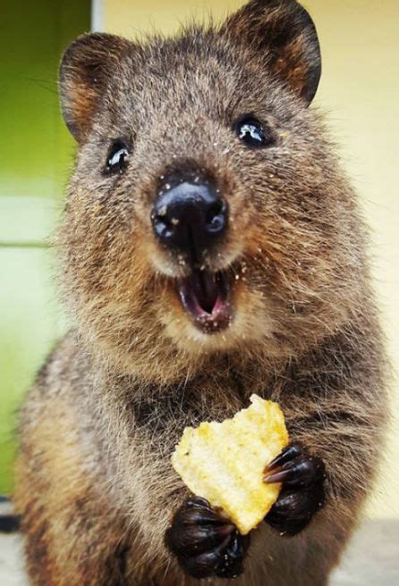 Quokka | Quokka animal, Happy animals, Animals