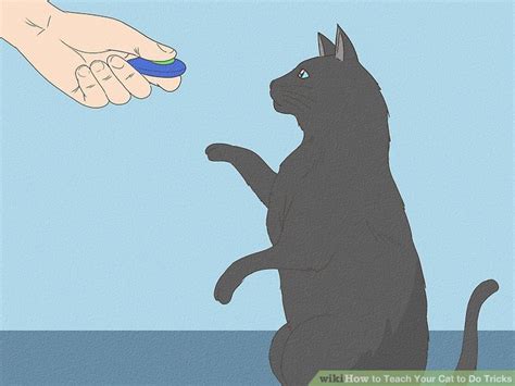 3 Ways to Teach Your Cat to Do Tricks - wikiHow