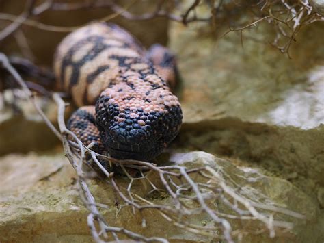 Gila Monster Lizard Animal - Free photo on Pixabay - Pixabay