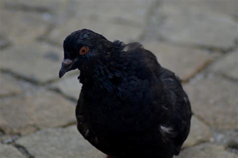 Black Pigeon Spiritual Meaning and Symbolism (9 Omens)