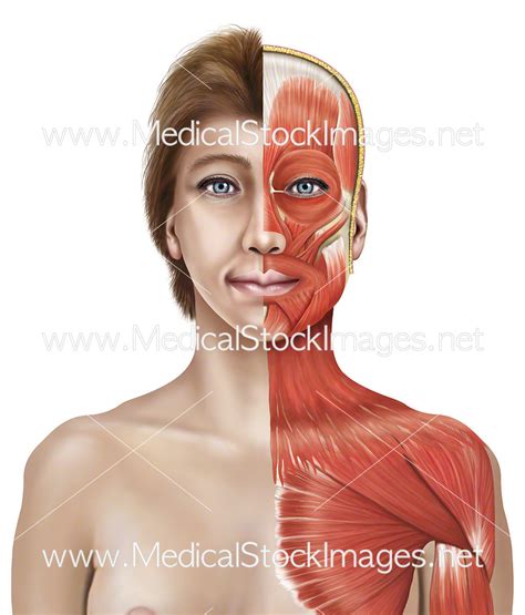 Female Chest Muscles Anatomy, Muscles Of The Trunk Anatomy Diagram ...