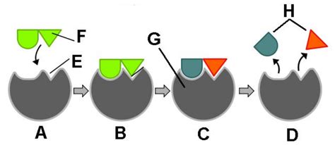 Given a diagram, label: enzyme, substrate, product, active site Unit 7 Diagram | Quizlet