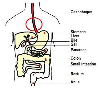 digestive system: Gullet A.K.A the Oesophagus