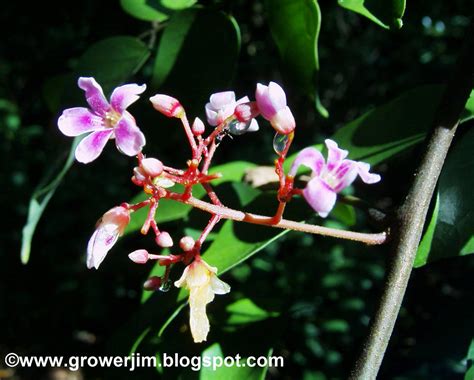 Garden Adventures: Starfruit (Averrhoa carambola)