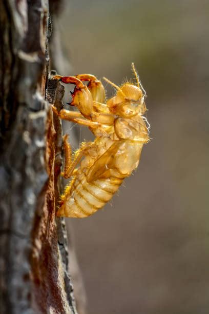 Royalty Free Cicada Cocoon Pictures, Images and Stock Photos - iStock