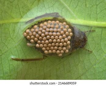 Giant Water Bug Carrying Eggs On Stock Photo 2146689059 | Shutterstock