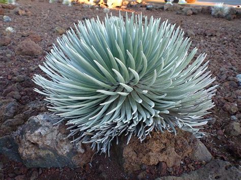 Silversword Plant On Haleakala Photograph by Guillaume Peribere