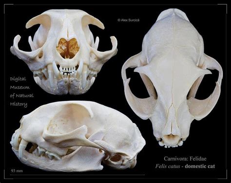 Cat Skull by Alex Surcica in 2021 | Cat skull, Dog skull, Cat anatomy