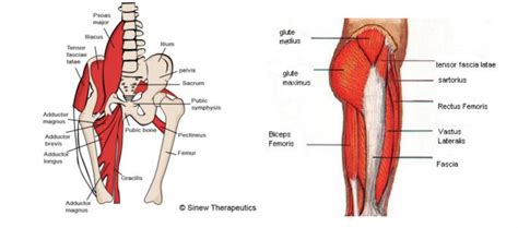 5 Creative Hip Strengthening Exercises » Forever Fit Science