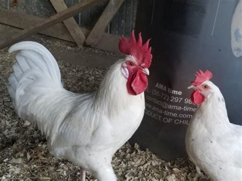 Austra White - White Egg Laying Chickens for Sale | Cackle Hatchery