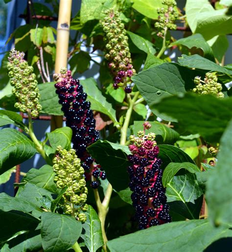 pokeweed-1625762_1280 - Farm and Dairy