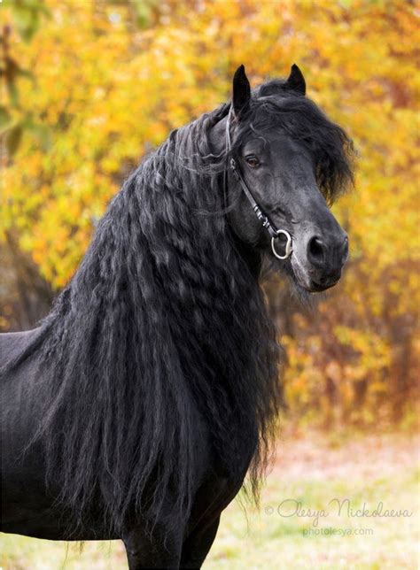 Gorgeous black Friesian horse. (Olesya Nickolaeva) | Cheval frison, Les plus beaux chevaux ...