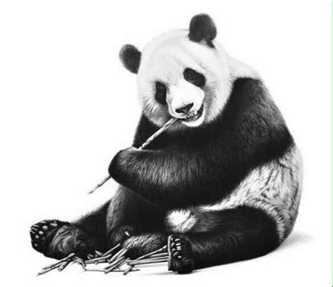 Jual Lukisan Realis Panda MTC4 di lapak NIKI JAGO ART GALLERY bali_painting