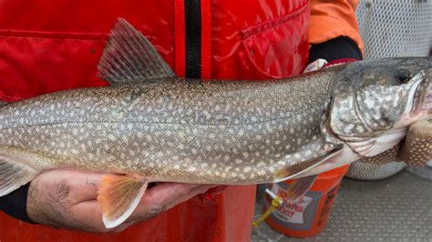 Commercial fishermen want to start netting lake trout on Lake Michigan