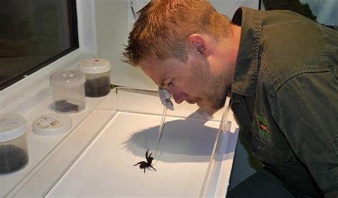 World's deadliest spider: the funnel-web - Australian Geographic