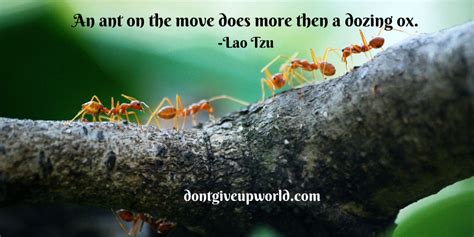 Quote on Ant by Lao Tzu - Motivational Quotes Dont Give Up World