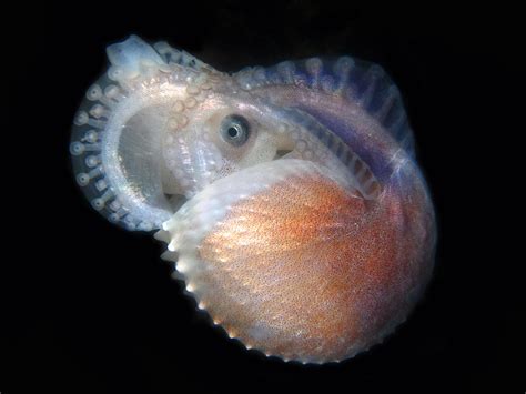 Paper Nautilus – so stunningly special | Dolphin Research