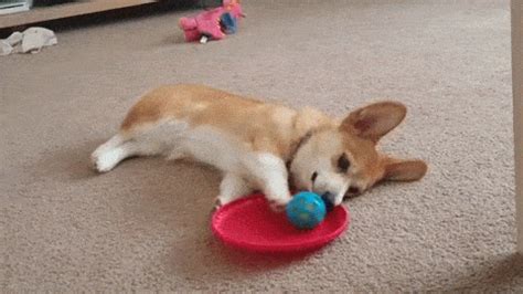 Dogs GIF - Find & Share on GIPHY