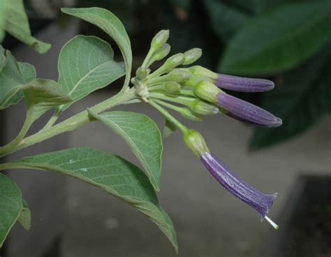 Iochroma cyaneum (Solanaceae) image 30209 at PlantSystematics.org