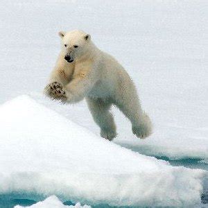 Polar Bear Evolution - Animal Facts and Information