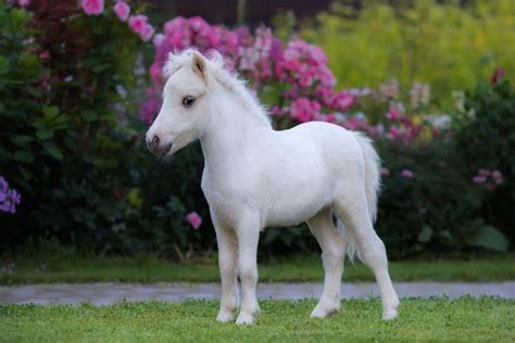 (1 unread) - ro*****@***** - Yahoo Mail | Cute horses, Horses, Cute baby horses