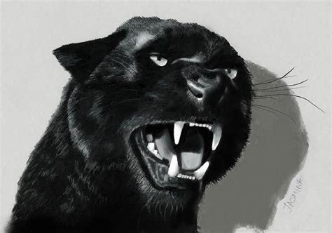 3d Pencil Drawings, Realistic Drawings, Animal Drawings, Black Jaguar Animal, Black Pantha ...