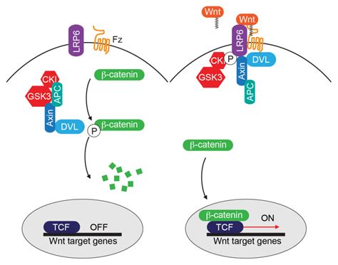 Wnt signaling in C. elegans - WormBook - NCBI Bookshelf