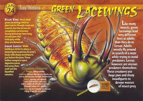 Green Lacewings | Weird n' Wild Creatures Wiki | FANDOM powered by Wikia