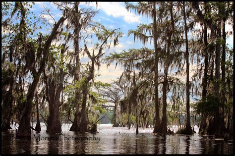 Lake St. Martin...Louisiana | Canoe and kayak, Kayaking, Places to see