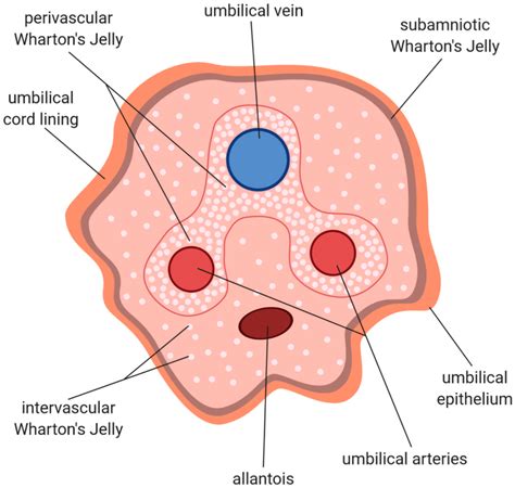 Types Of Blood Vessels Found In Umbilical Cord - Design Talk