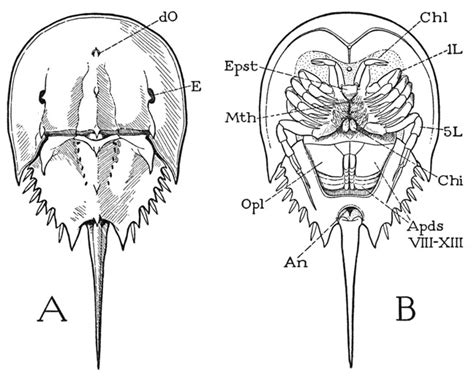 A TEXTBOOK OF ARTHROPOD ANATOMY