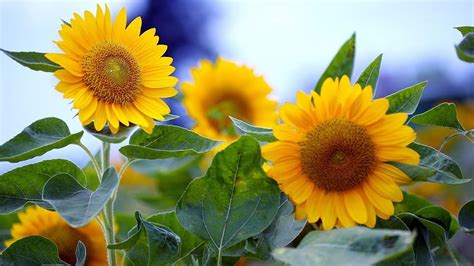 Summer sunflowers HD wallpaper | Pxfuel