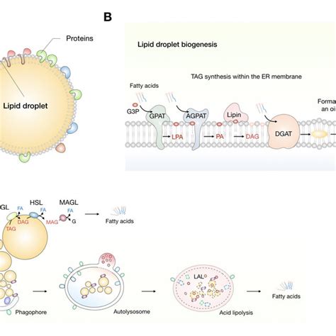 Lipid droplet formation is induced by ER stress to maintain lipid ...