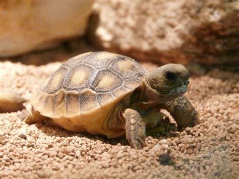 baby gopher tortoise - Picture of Ellie Schiller Homosassa Springs Wildlife State Park ...