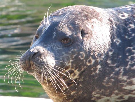 Seal Free Stock Photo - Public Domain Pictures