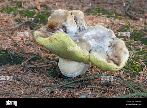 Large fungi in conifer plantation Stock Photo - Alamy