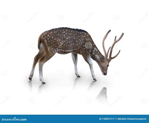 The Chital or Spotted Deer Isolated on White Background Stock Illustration - Illustration of ...