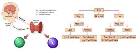 Understanding Thyroid function, Signs-Symptoms and Lab tests