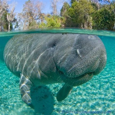 Save this gentle giant, the Manatee~ | Manatee images, Manatee, Animals