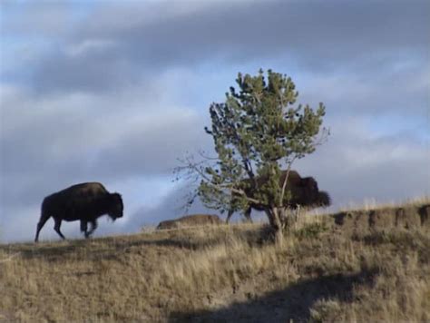 Bison Herd Migration Over Hillside In Yellowstone National Park, Autumn. The Bison (Bison Bison ...