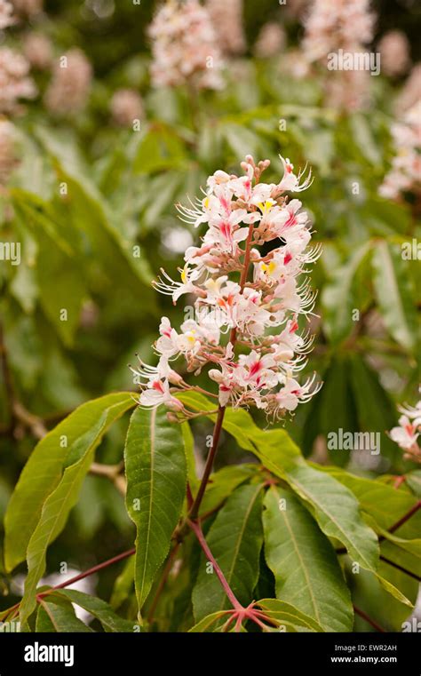 Chestnut Tree Flowers